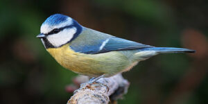 Birds Picture Quiz