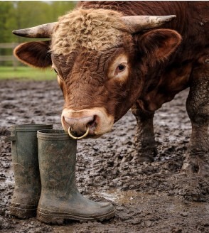 Peacock Quizzes Free Picture 3