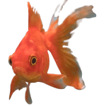 General Knowledge Free Questions and Answers