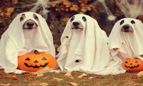 Halloween Quiz Pack 1